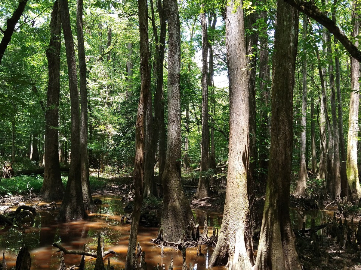 Animals Abound at Congaree National&nbsp;Park